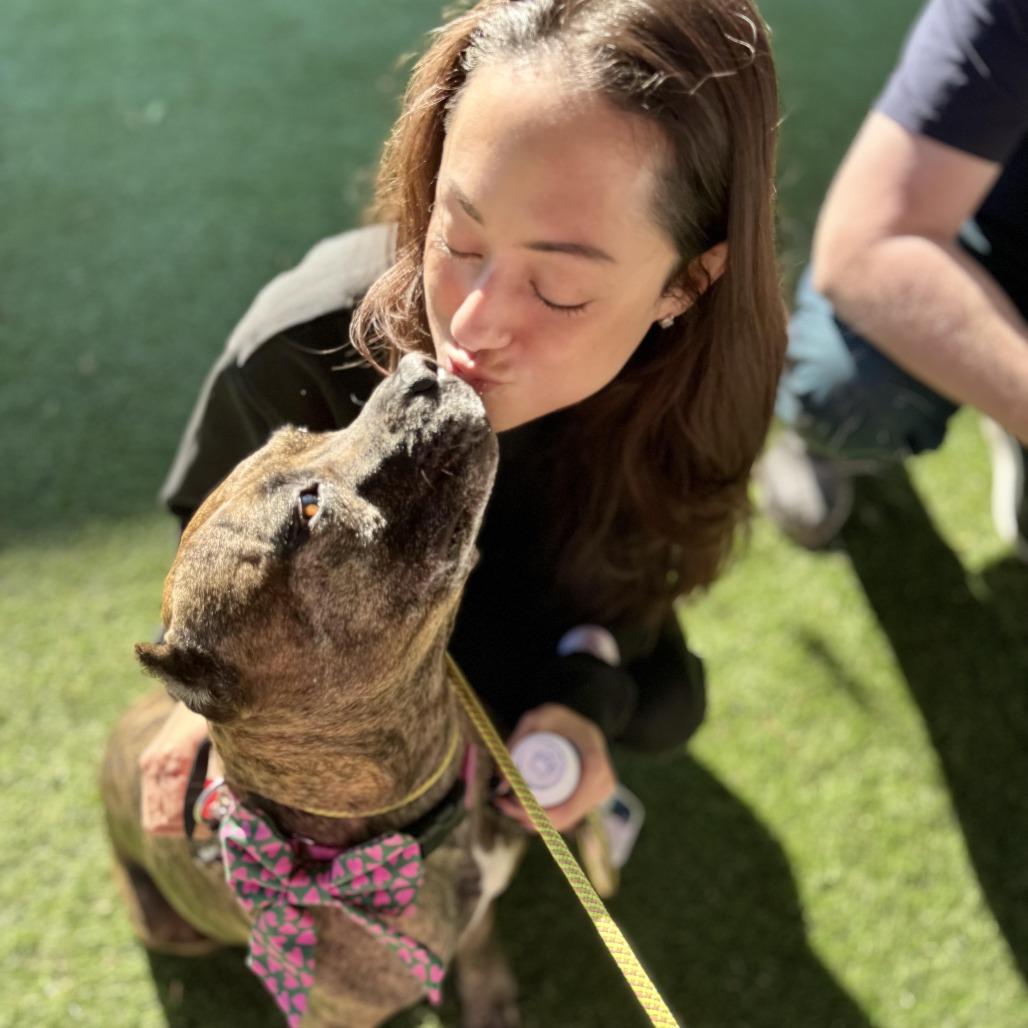 Enlarge Sweetie, a Adoptable mixed breed in Los Angeles, CA image 4/6