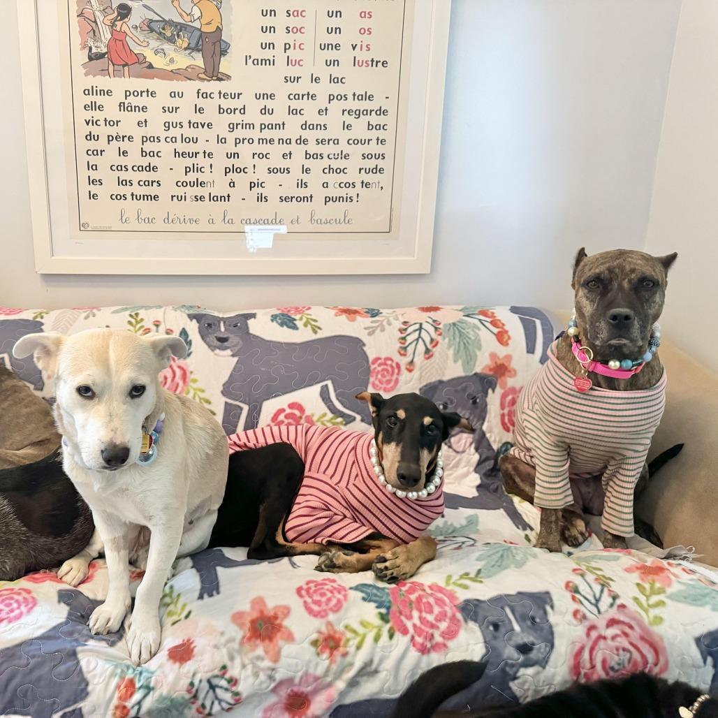 Enlarge Sweetie, a Adoptable mixed breed in Los Angeles, CA image 4/6