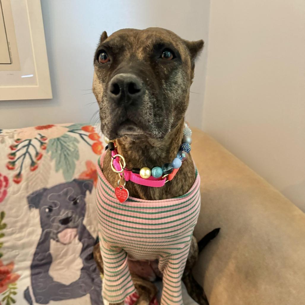 Enlarge Sweetie, a Adoptable mixed breed in Los Angeles, CA image 5/6