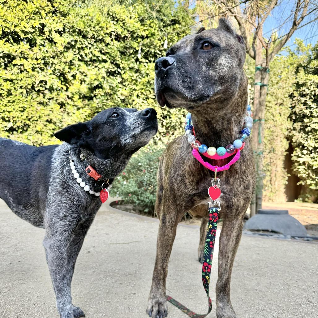 Enlarge Sweetie, a Adoptable mixed breed in Los Angeles, CA image 6/6