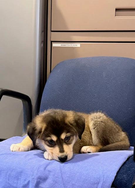 Enlarge Joe Louis, a ADOPTABLE mixed breed in Pointe-Fortune, QC image 3/4