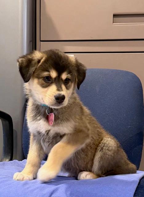 Enlarge Joe Louis, a ADOPTABLE mixed breed in Pointe-Fortune, QC image 1/4