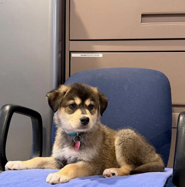 Enlarge Joe Louis, a ADOPTABLE mixed breed in Pointe-Fortune, QC image 2/4