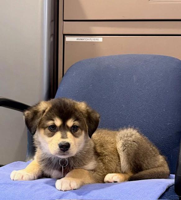 Enlarge Joe Louis, a ADOPTABLE mixed breed in Pointe-Fortune, QC image 4/4