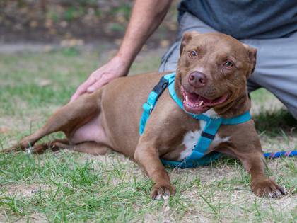 Tiki, Adoptable, Senior Female Pit Bull Terrier & Mixed Breed.