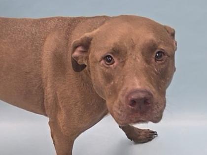 Enlarge Tiki, a Adoptable mixed breed in Coon Rapids, MN image 2/3