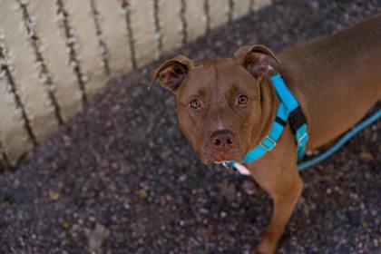Enlarge Tiki, a Adoptable mixed breed in Coon Rapids, MN image 3/3