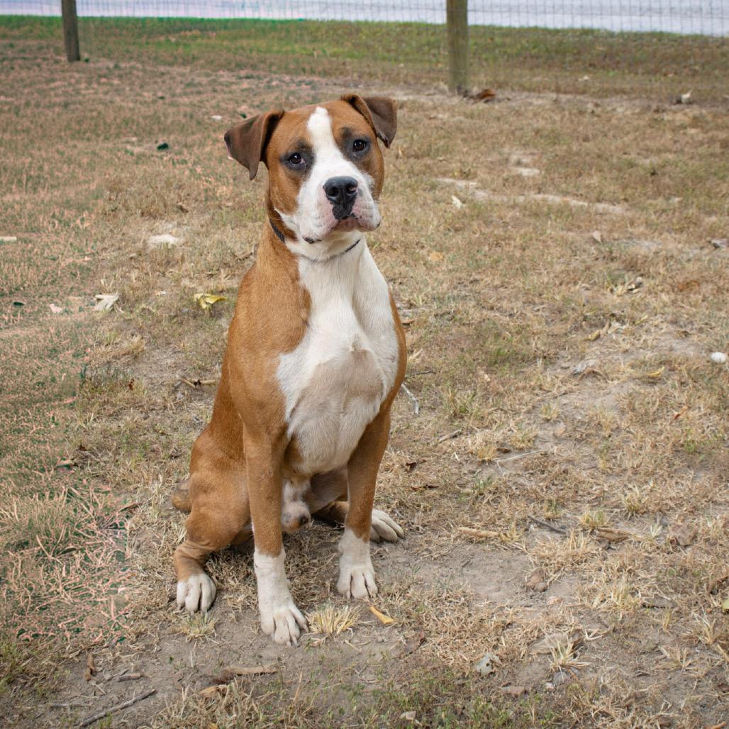 Enlarge Pumpkin, a Adoptable mixed breed in Princeton, KY image 1/1