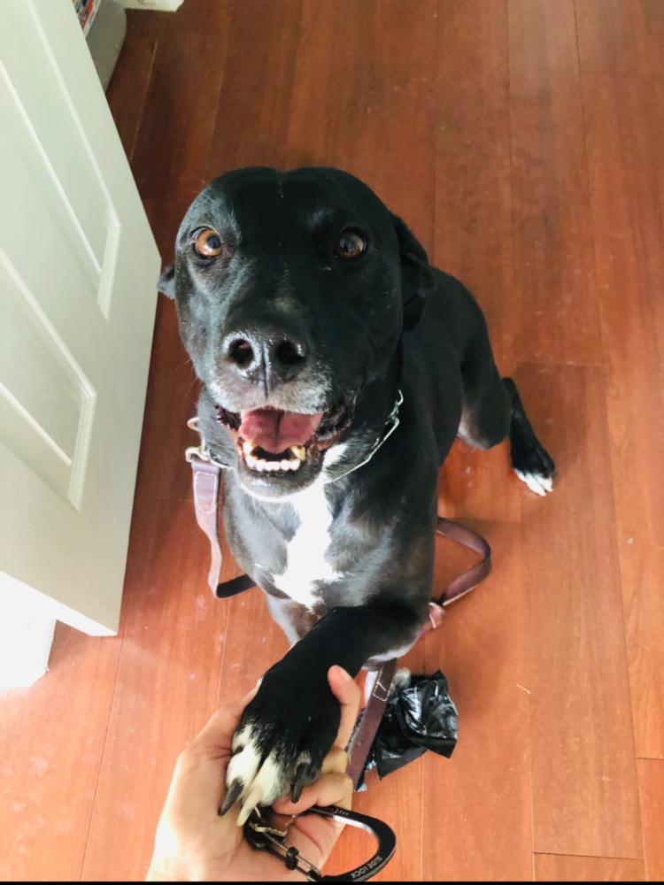 Annie, Adoptable, Senior Female Labrador Retriever.