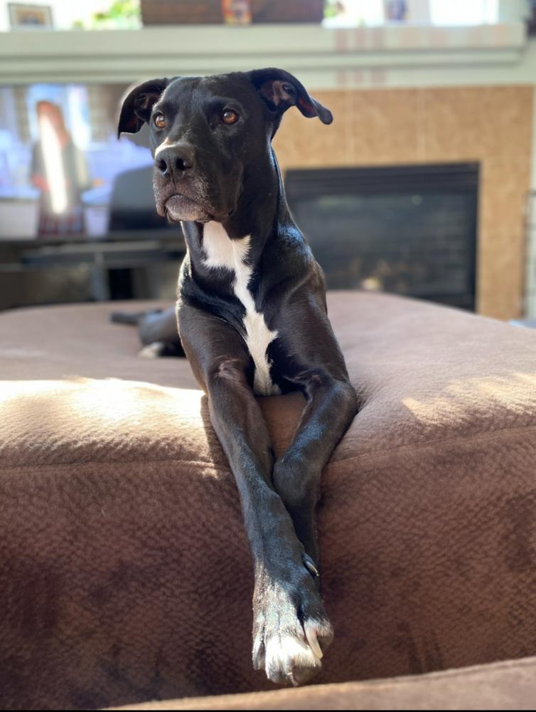 Annie, a Adoptable mixed breed in Fort Lupton, CO image 2/5