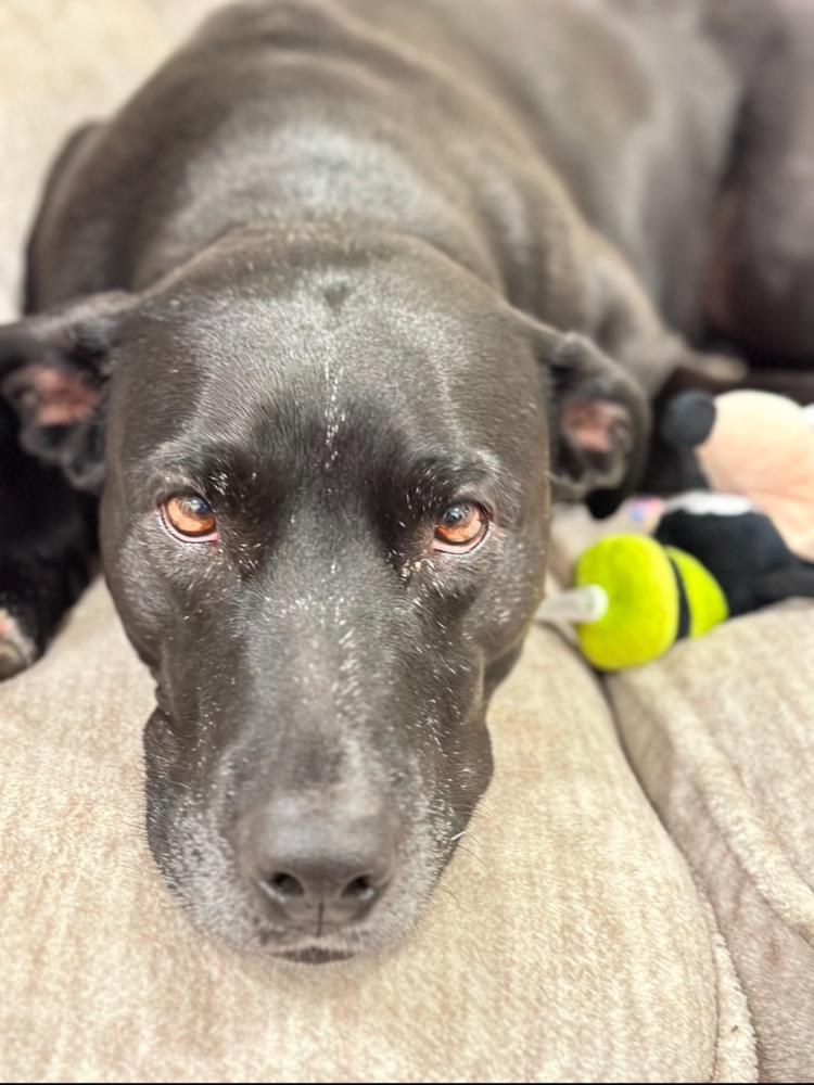 Annie, Adoptable, Senior Female Labrador Retriever.