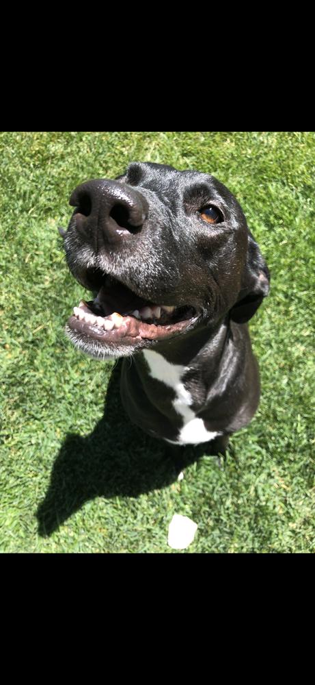 Annie, a Adoptable mixed breed in Fort Lupton, CO image 5/5