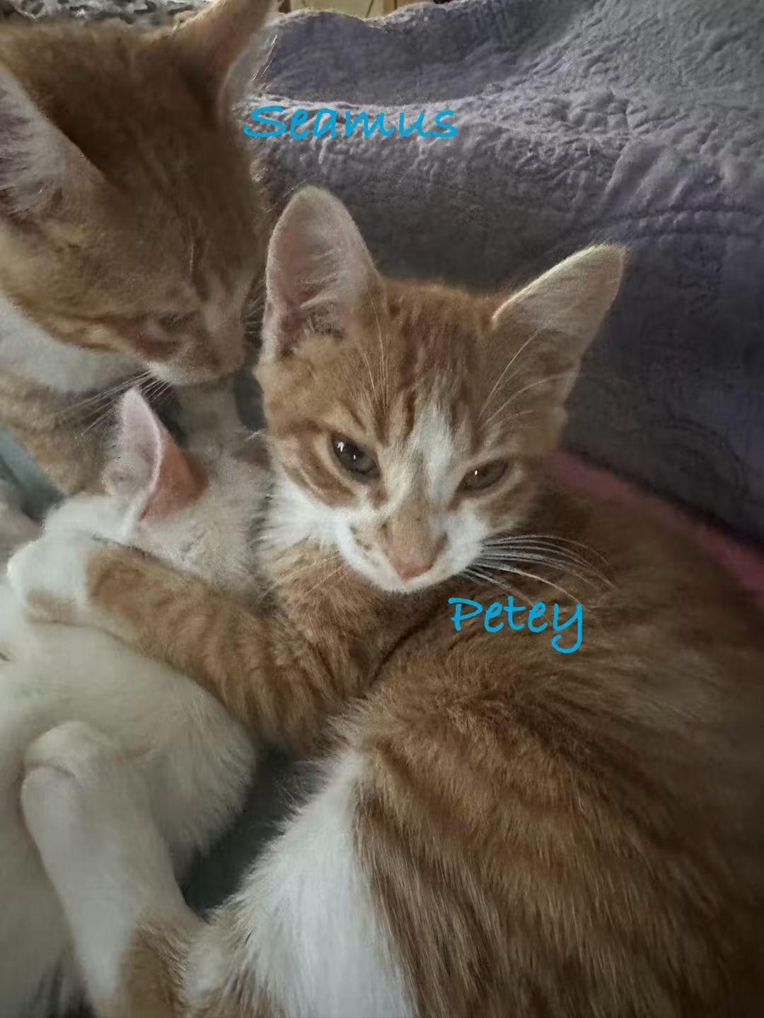 Enlarge S-Petey, an adoptable Domestic Short Hair in Billings, MT image 1/1