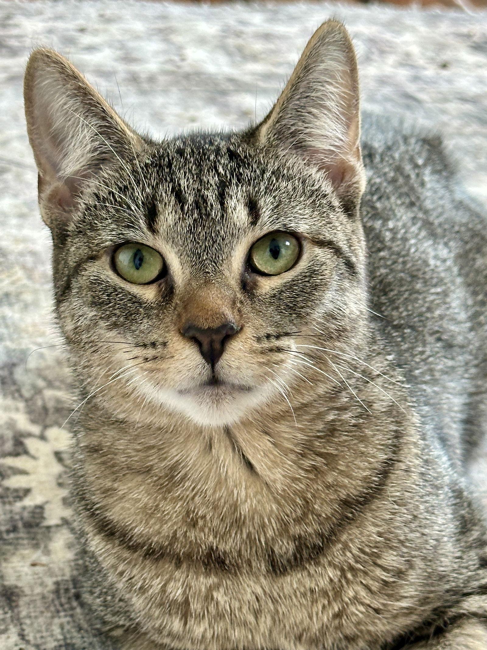 JJ and Moonbug (CH) (In foster), Adoptable, Young Male Domestic Short Hair.