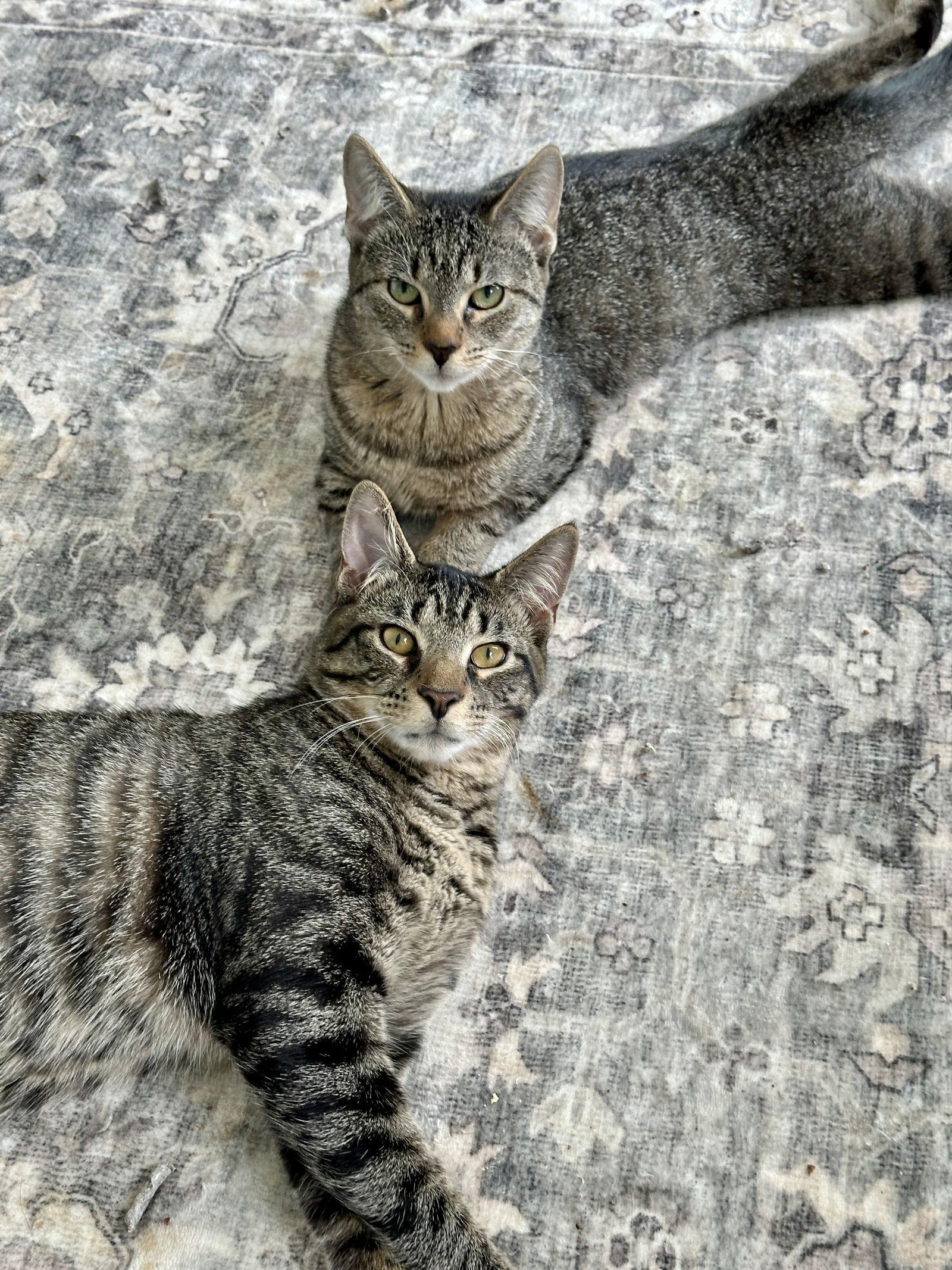 Enlarge JJ and Moonbug (CH) (In foster), a Adoptable Domestic Short Hair in Alexandria, VA image 2/3