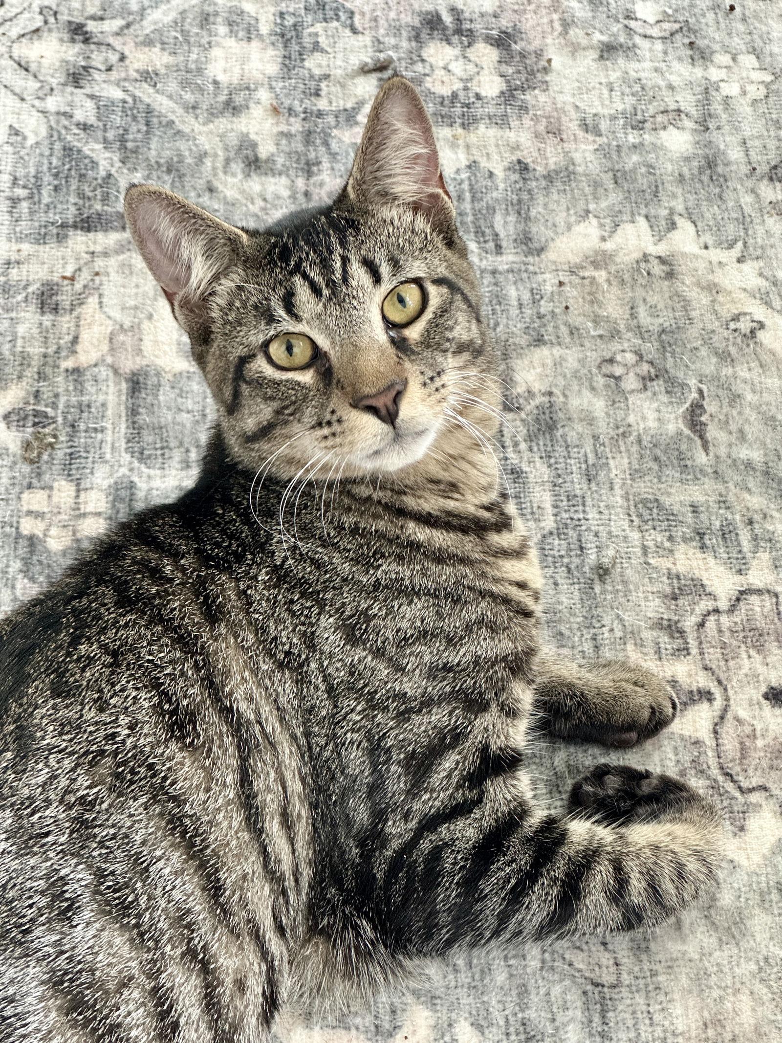 Enlarge JJ and Moonbug (CH) (In foster), a Adoptable Domestic Short Hair in Alexandria, VA image 3/3