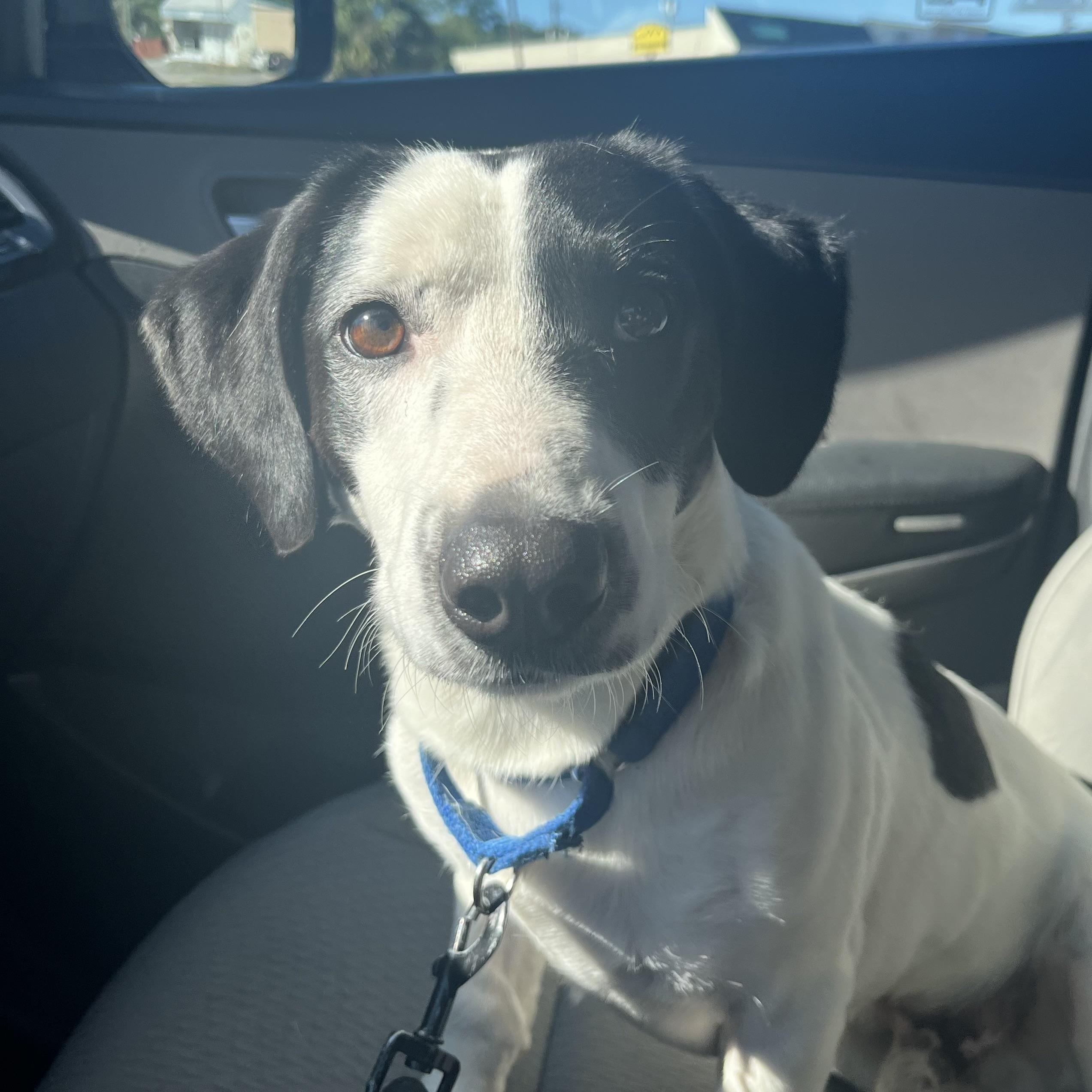 Snoopy, Adoptable, Adult Male Basset Hound.