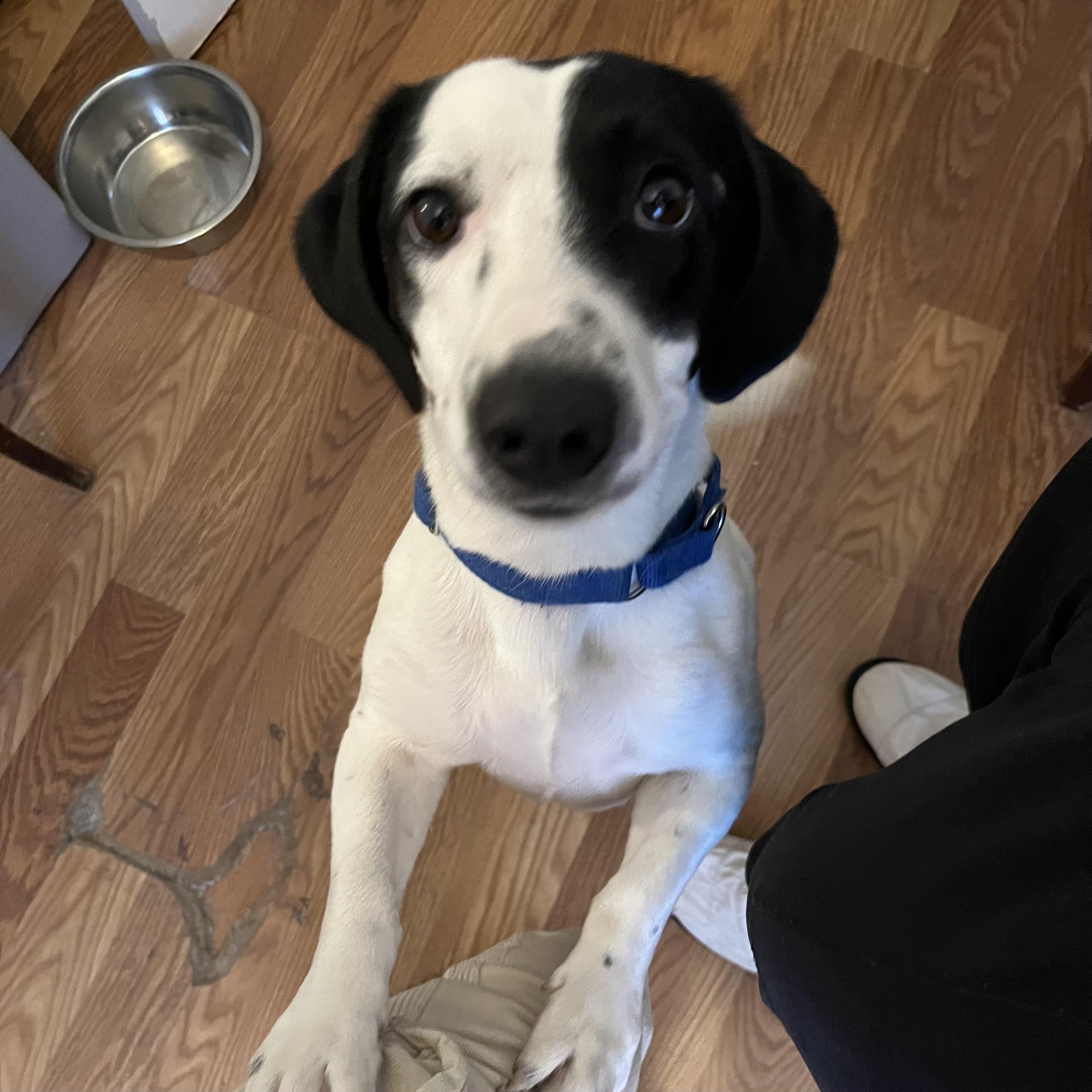 Enlarge Snoopy, a Adoptable mixed breed in Smithtown, NY image 3/5