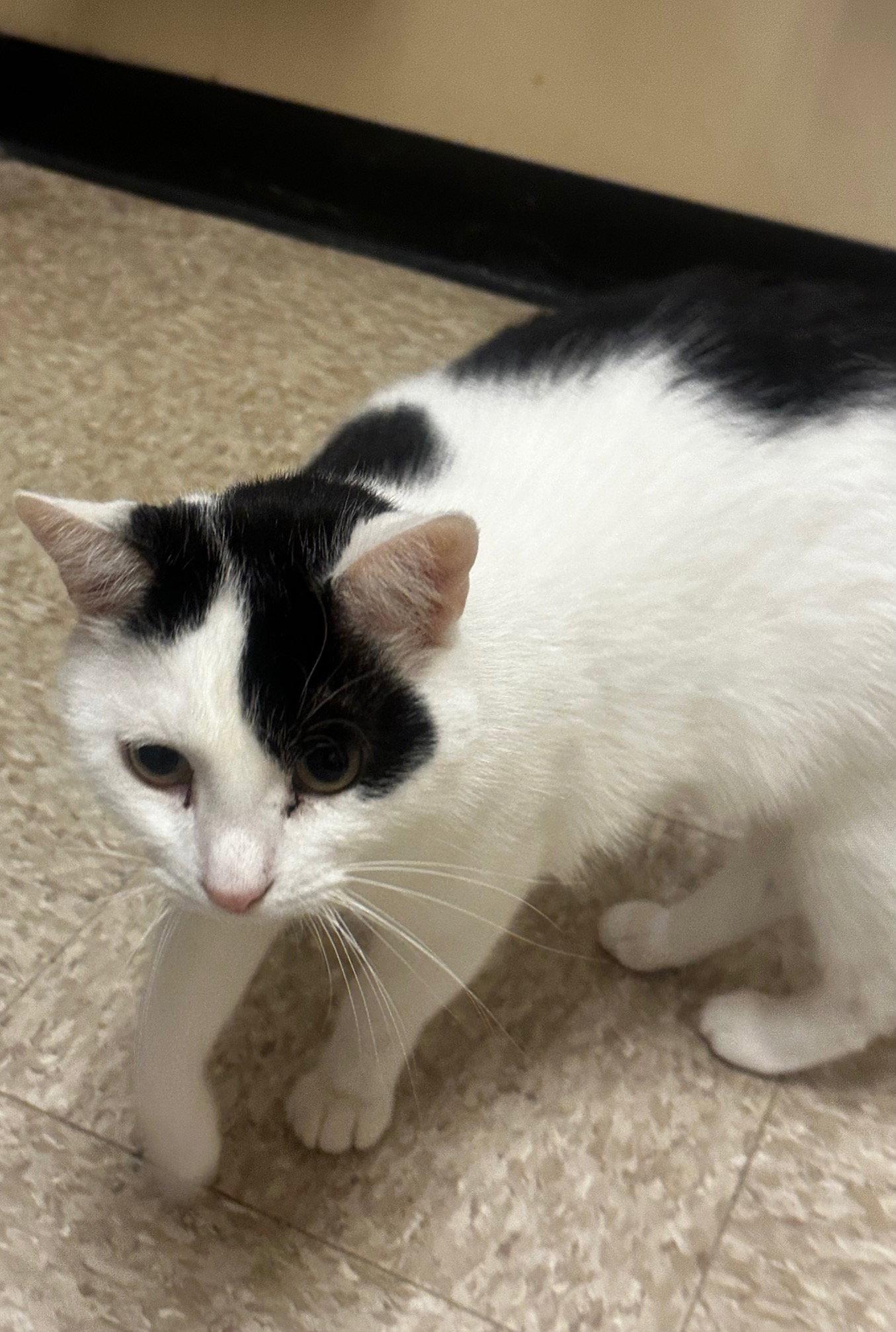 Patches-purring sidekick!, Adoptable, Adult Male Domestic Short Hair.