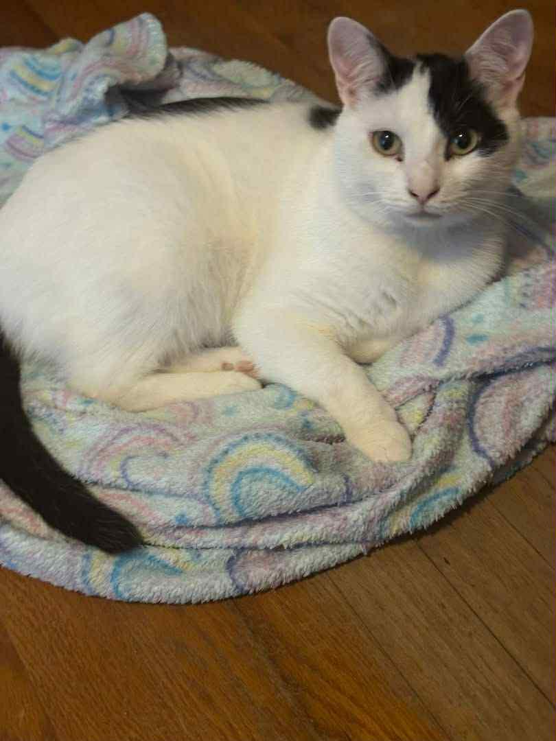 Enlarge Patches-purring sidekick!, a Adoptable Domestic Short Hair in Herndon, VA image 2/3