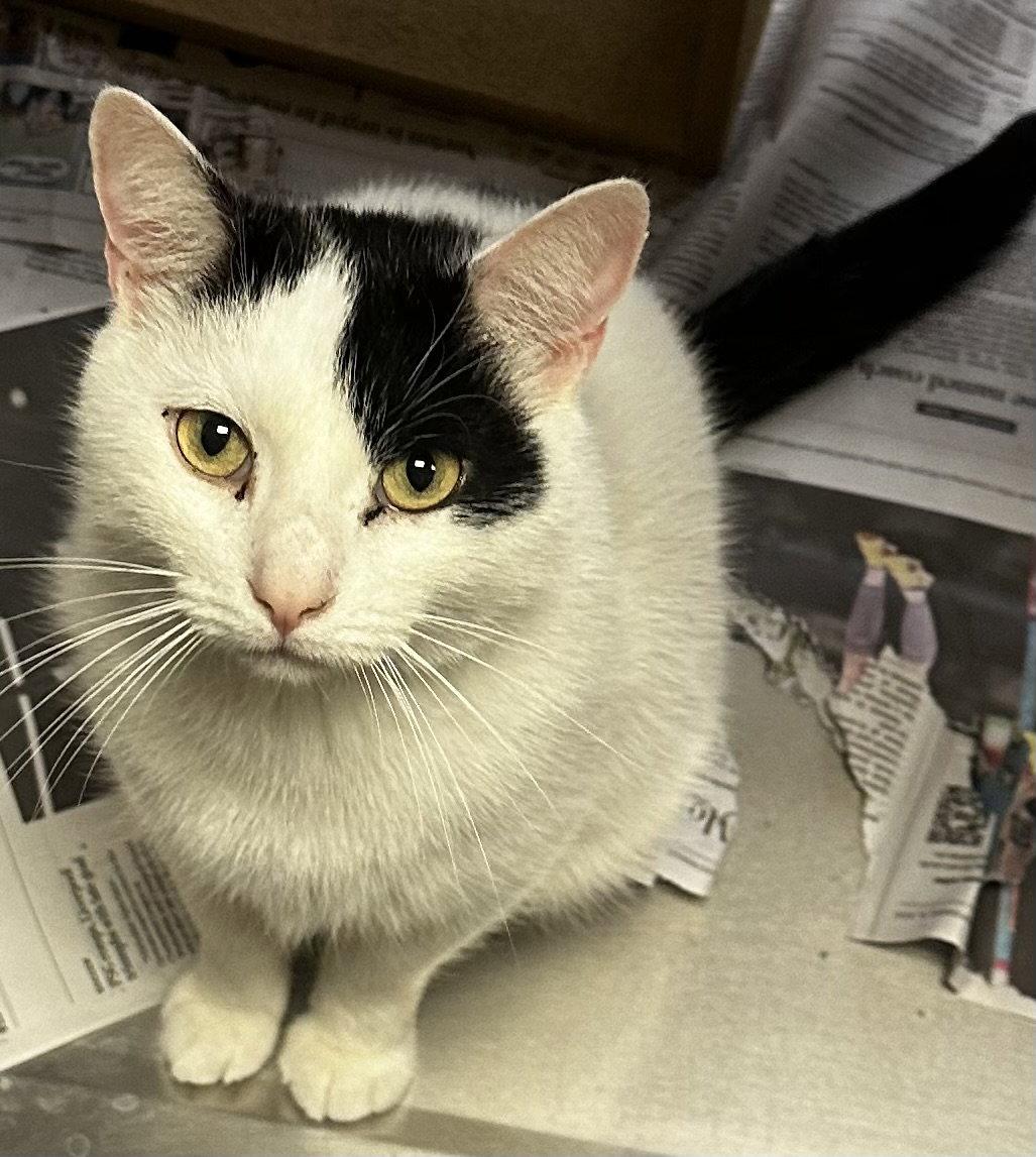 Enlarge Patches-purring sidekick!, a Adoptable Domestic Short Hair in Herndon, VA image 3/3