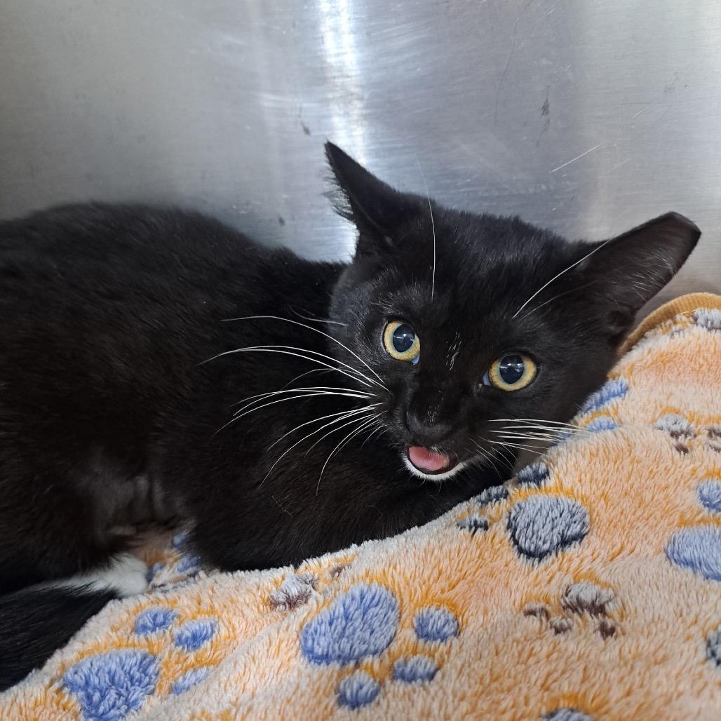 Figgy Pudding, Adoptable, Kitten Female Domestic Short Hair.