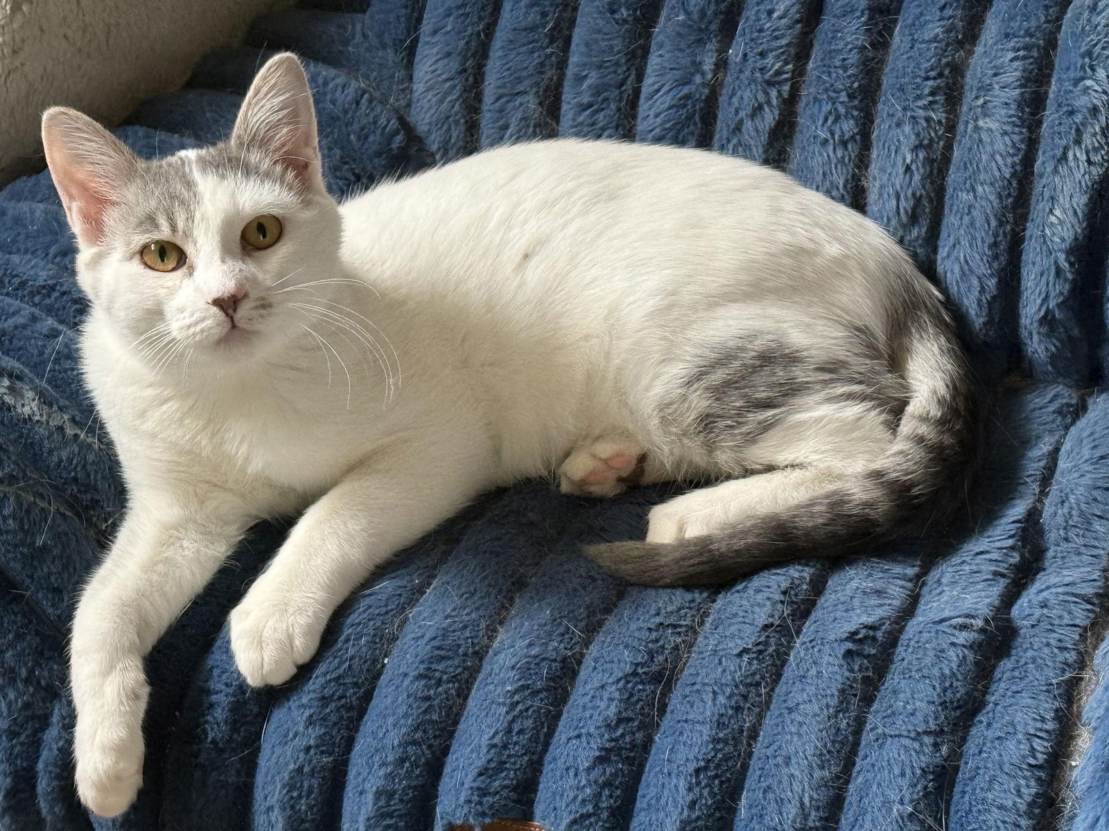 Bruce, Adoptable, Kitten Male Domestic Short Hair.