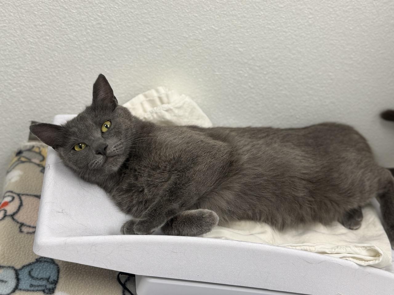 Enlarge Sassy, a ADOPTABLE Domestic Short Hair in Las Vegas, NV image 3/3