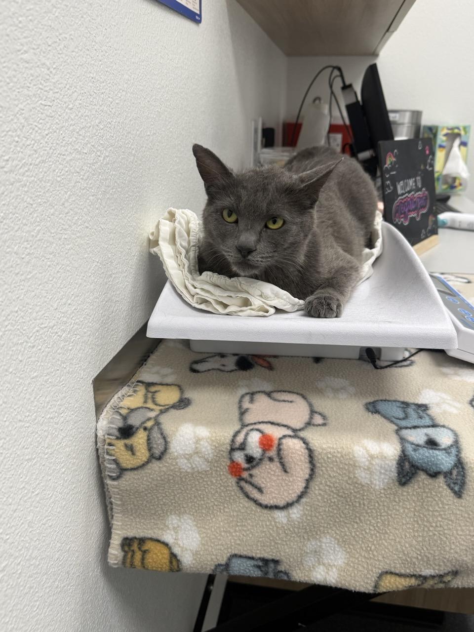 Enlarge Sassy, a ADOPTABLE Domestic Short Hair in Las Vegas, NV image 2/3