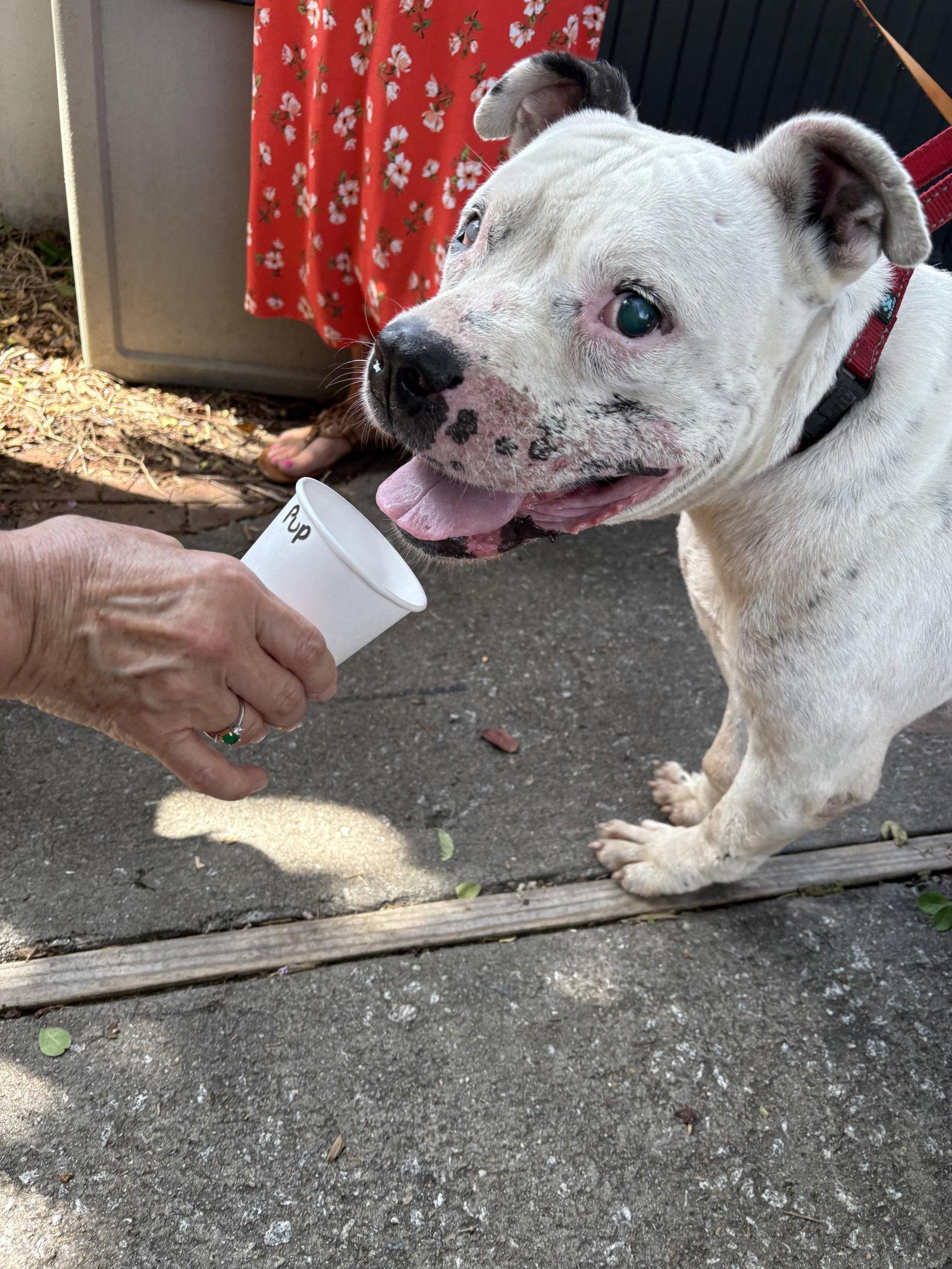 Jack, Adoptable, Adult Male Pit Bull Terrier.