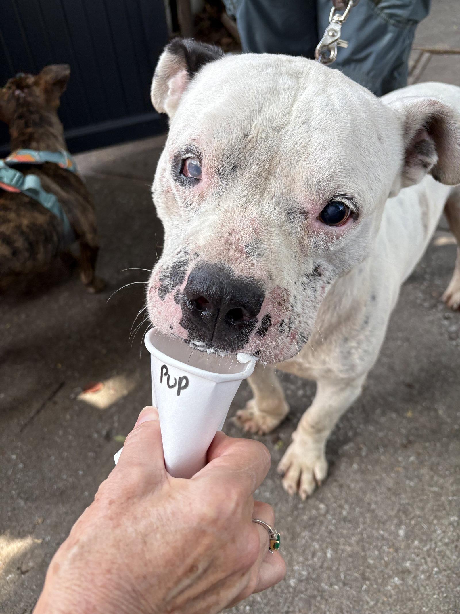 Jack, a Adoptable Pit Bull Terrier in Mount Pleasant, SC image 2/3