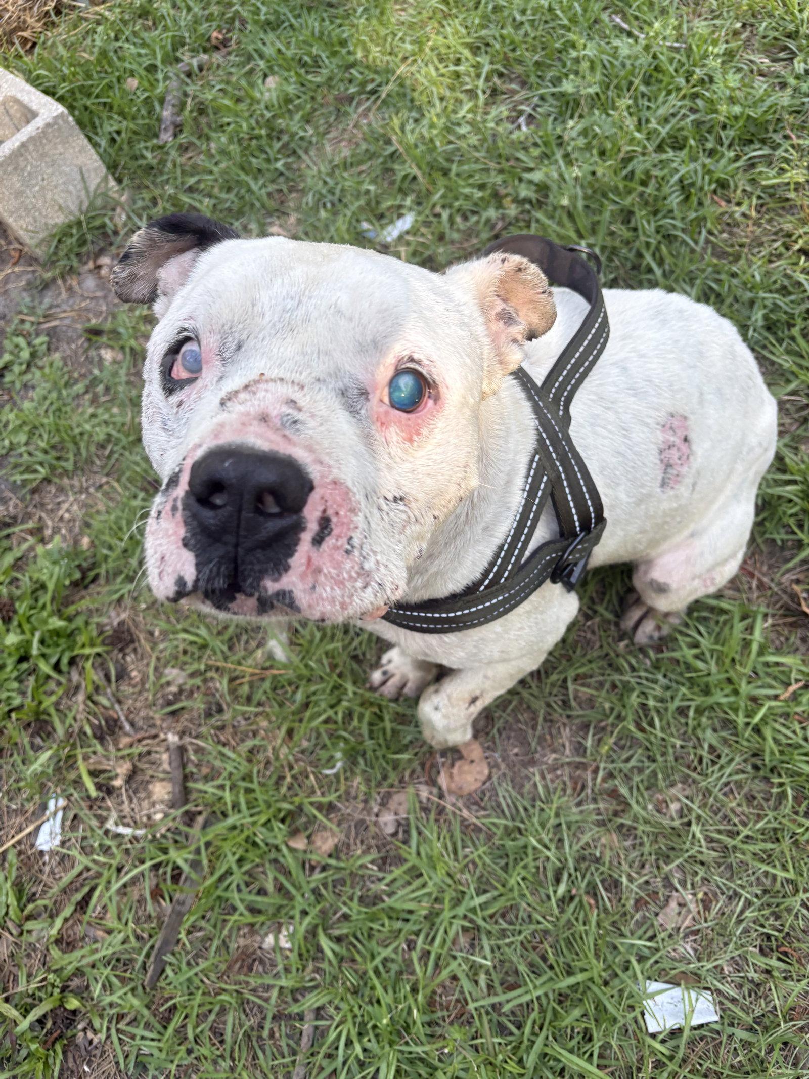 Enlarge Jack, a Adoptable Mixed Breed in Mount Pleasant, SC image 1/3
