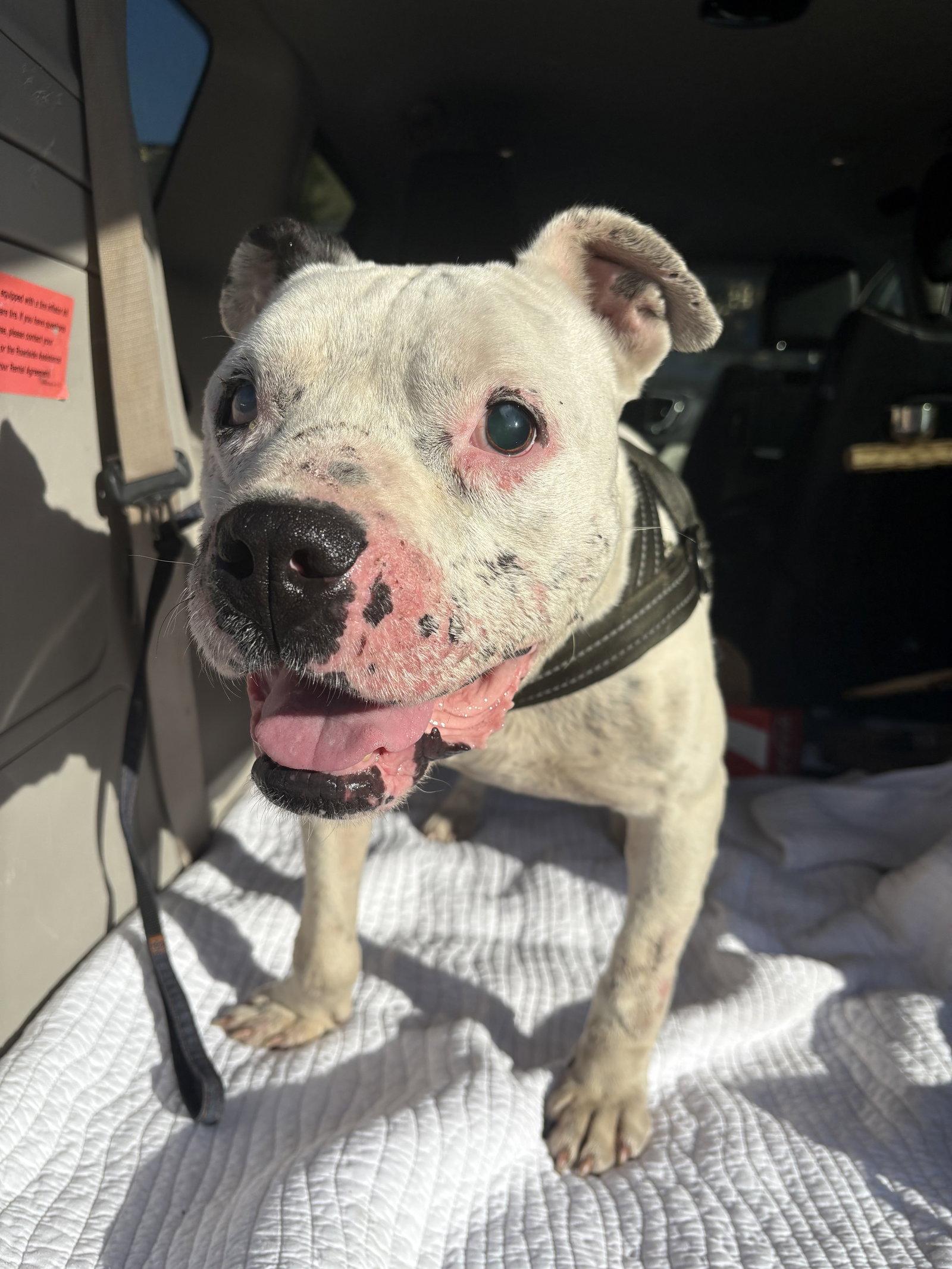 Enlarge Jack, a Adoptable Mixed Breed in Mount Pleasant, SC image 2/3