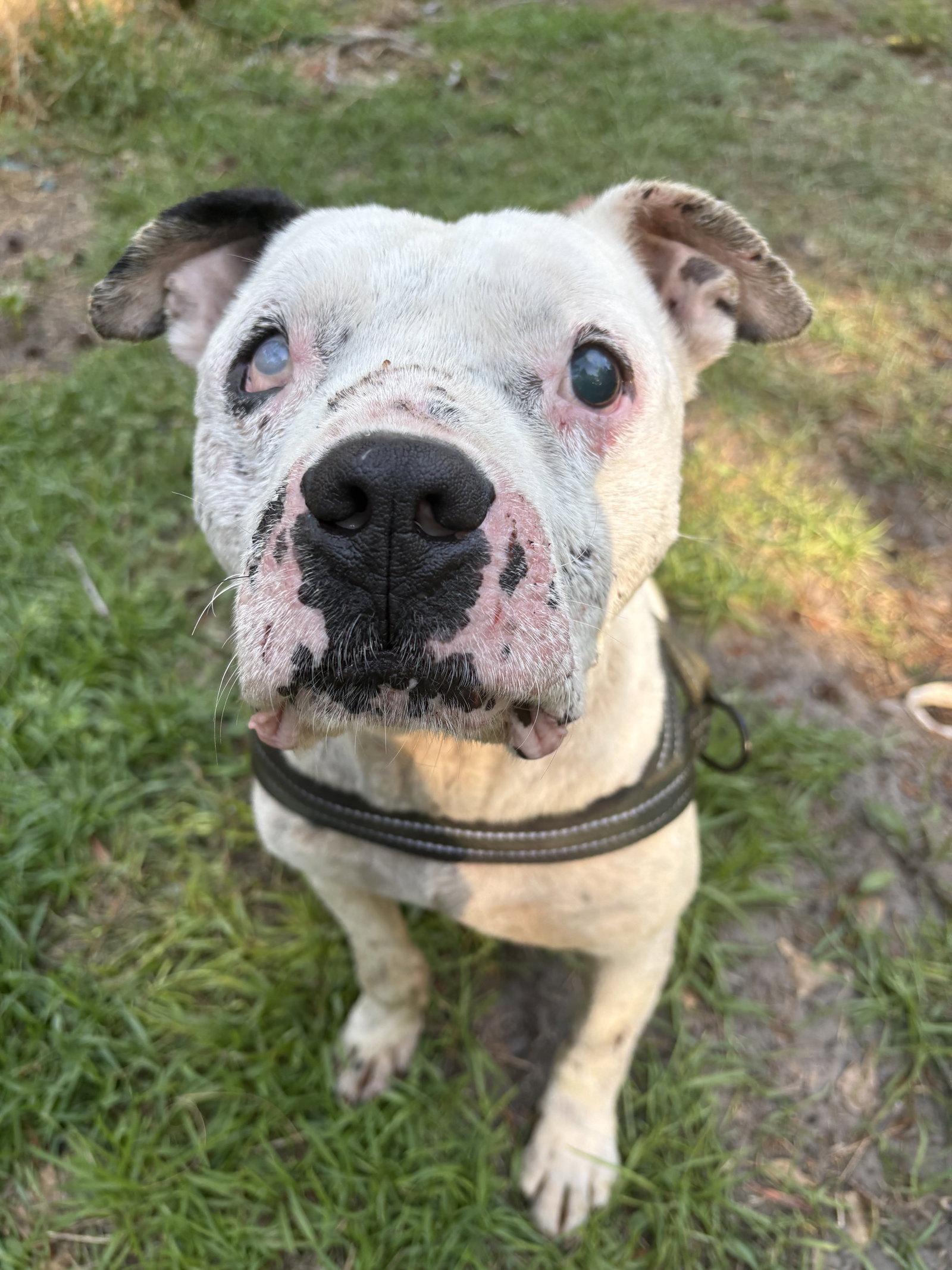 Enlarge Jack, a Adoptable Mixed Breed in Mount Pleasant, SC image 3/3