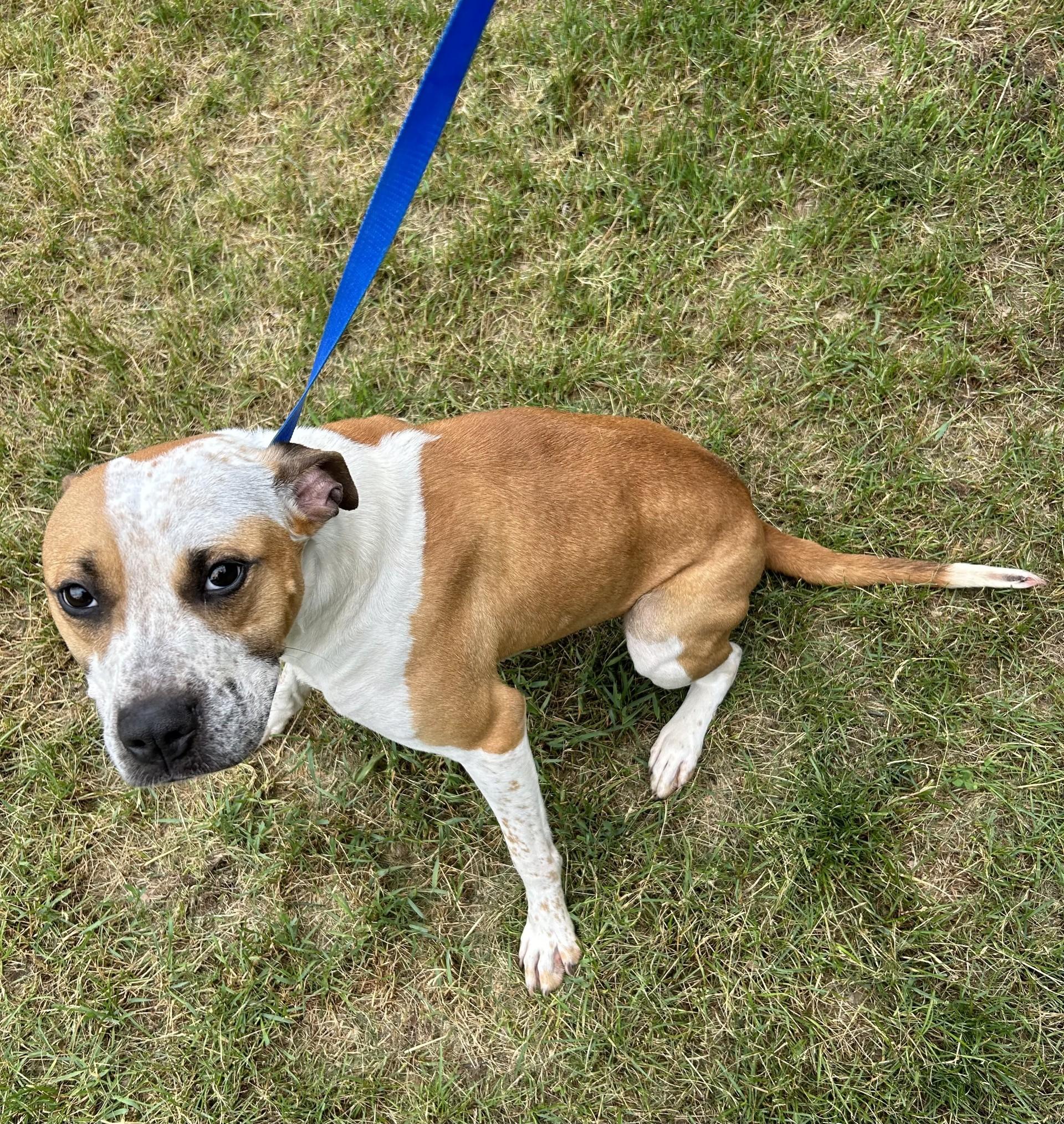Pie, ADOPTABLE, Adult Female Pit Bull Terrier.
