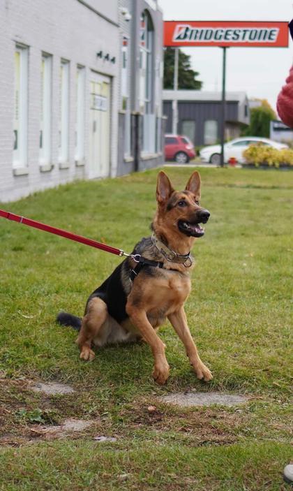 Shadow, Adoptable, Young Male Mixed Breed & Mixed Breed.