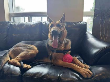 Shadow, Adoptable, Young Male Mixed Breed & Mixed Breed.