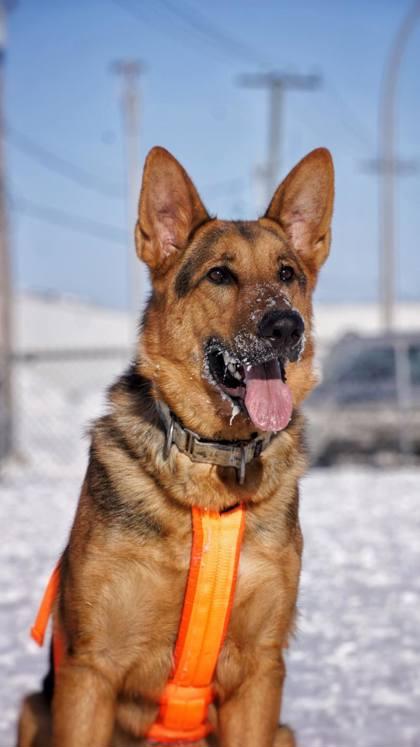 Enlarge Shadow, a Adoptable Mixed Breed in Montreal, QC image 2/3