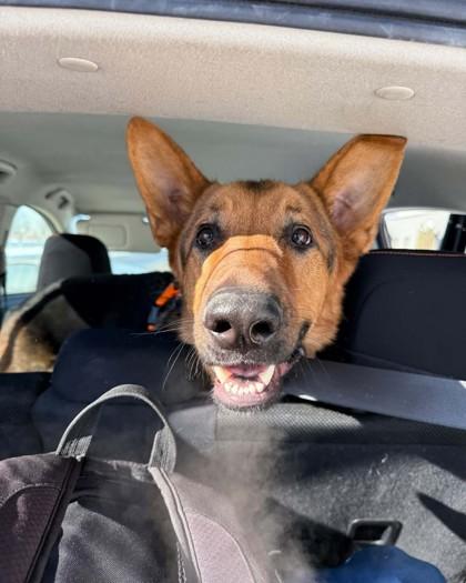 Shadow, Adoptable, Young Male Mixed Breed & Mixed Breed.