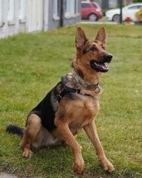 Enlarge Shadow, a Adoptable Mixed Breed in Montreal, QC image 2/3