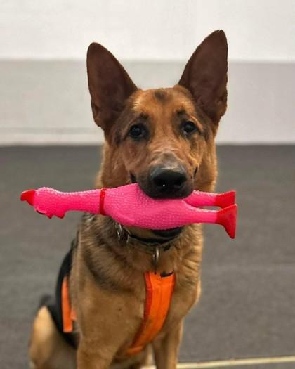 Enlarge Shadow, a Adoptable Mixed Breed in Montreal, QC image 3/3