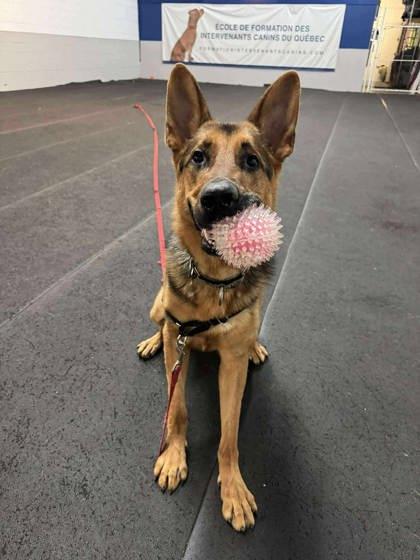 Enlarge Shadow, a Adoptable Mixed Breed in Montreal, QC image 3/3