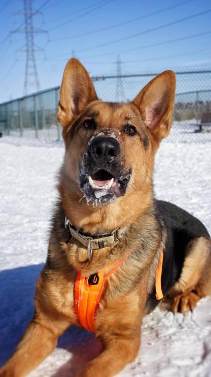 Enlarge Shadow, a Adoptable Mixed Breed in Montreal, QC image 2/3