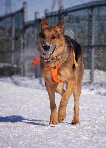 Enlarge Shadow, a Adoptable Mixed Breed in Montreal, QC image 3/3