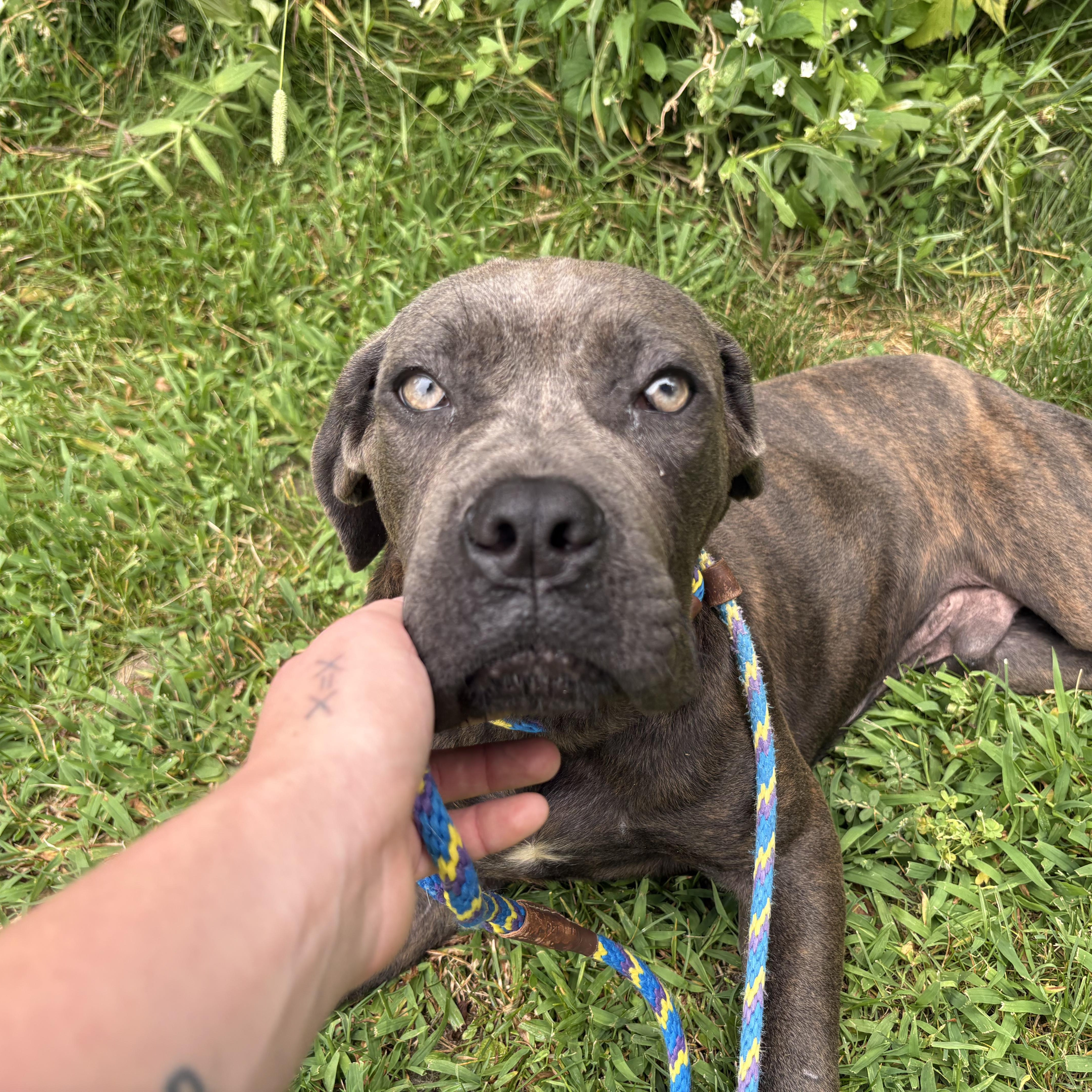 Donut, an adopted mixed breed in Mount Pleasant, MI image 1/3