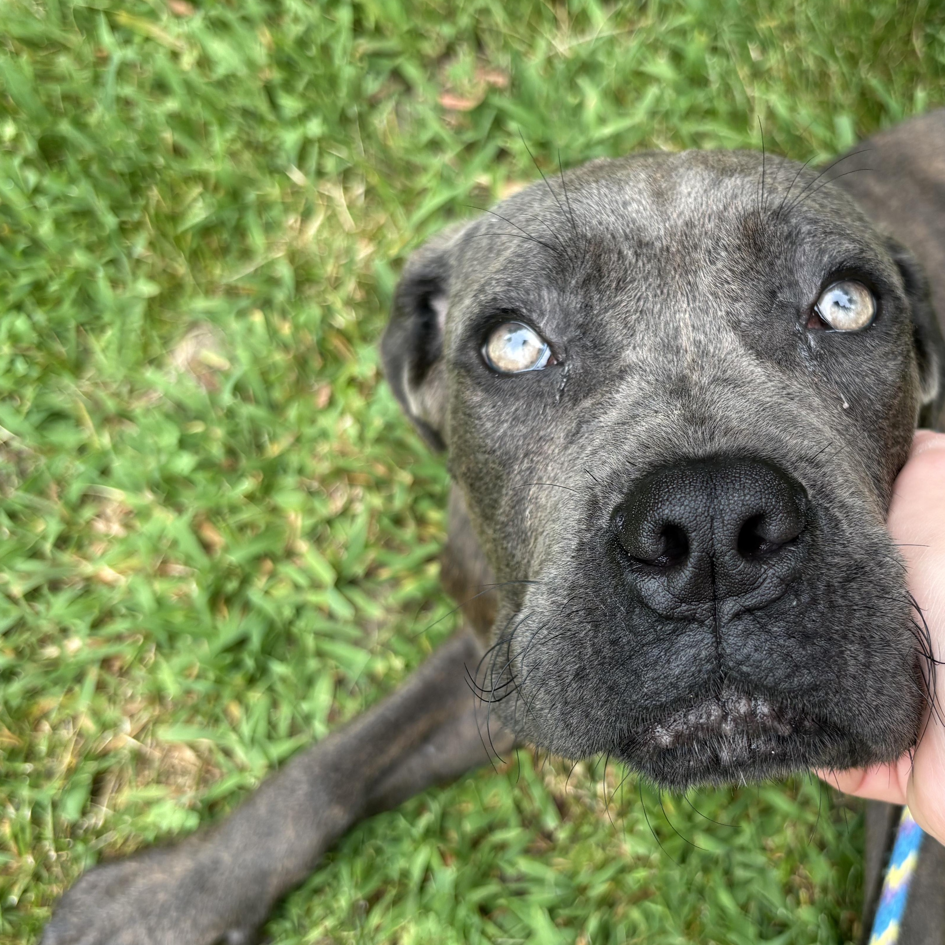 Donut, an adopted mixed breed in Mount Pleasant, MI image 3/3