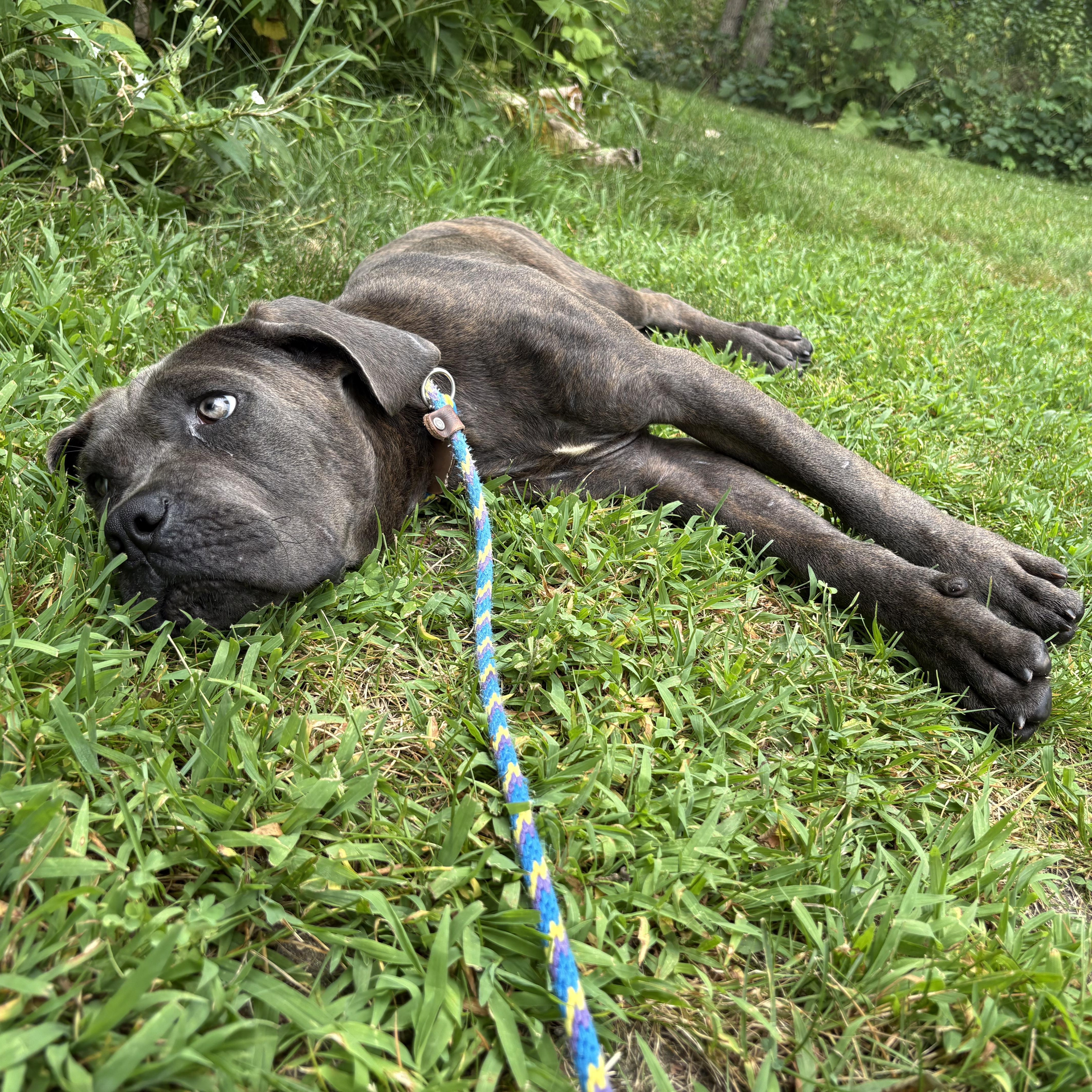 Donut, an adopted mixed breed in Mount Pleasant, MI image 2/3