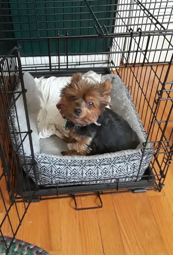 Ramona, a Adopted Yorkshire Terrier in Baldwin, MD image 2/5