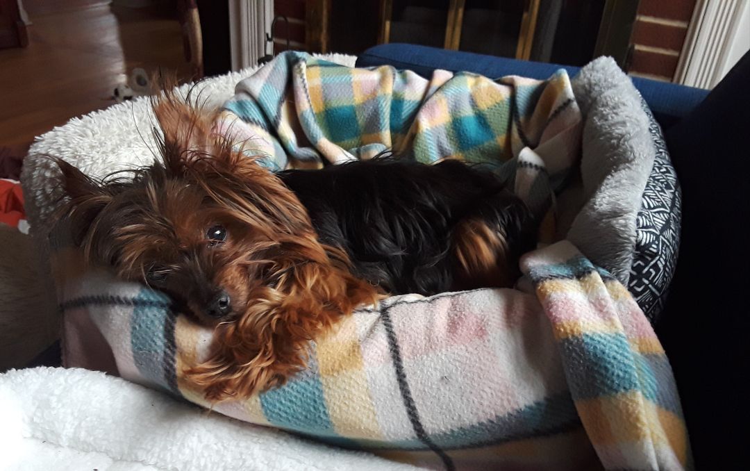 Ramona, a Adopted Yorkshire Terrier in Baldwin, MD image 3/5