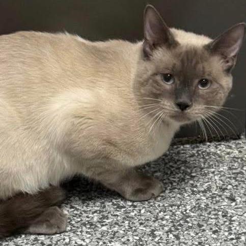 Dao F-21605, Adoptable, Adult Male Siamese.
